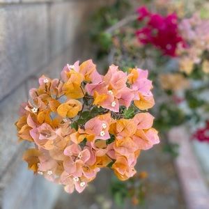 Meet your Posher, Cassidy